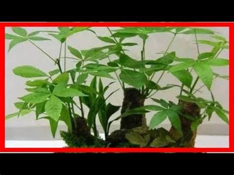 玄關耐陰植物|【玄關耐陰植物】玄關打造綠意好輕鬆！超耐陰的九種。